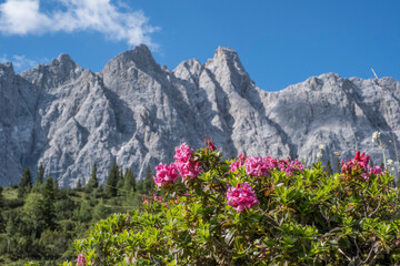 Alpenrosenblüte im Karwendel - 406719852