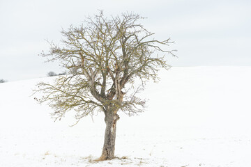 Obstbaum im Winter