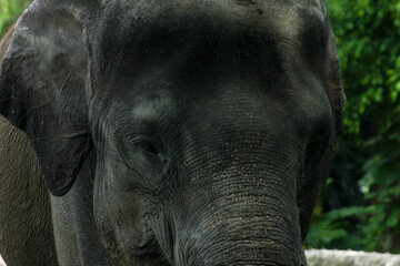 The head and eyes of an Asian elephant when viewed up close