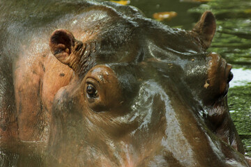 The head and eyes of a hippopotamus submerged in water when viewed up close