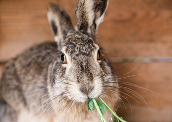 domesticated wild hare in a cage eats grass. rabbit cage. feeding rabbits.