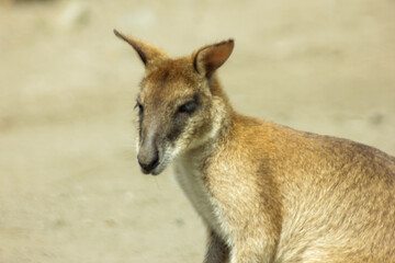 Naklejka na ściany i meble Walabi is one of the macropod species that is similar to the kangaroo