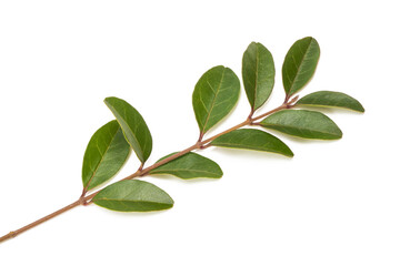 Privet ( Ligustrum vulgare )