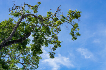 Twigs and leaves sticking out of the tree on a bright day.