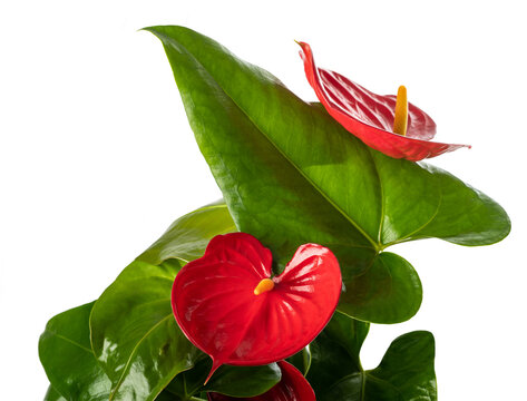 Anthurium flowers