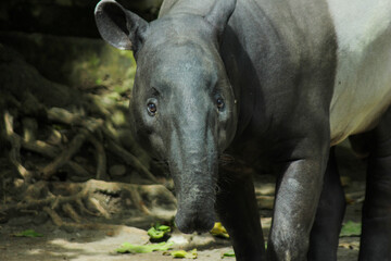 Fototapeta premium Asian tapirs or known as the Tapirus are herbivorous animals that eat leaves