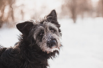 portrait of a dog with snowy beard in the winter forest