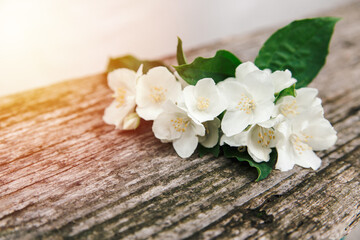Fototapeta na wymiar jasmine flowers in rustic on the old wooden table. soft sunlight