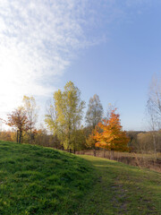 Trees in different autumn colors