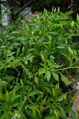 Fototapeta na wymiar Close-up of chili pepper in the garden.