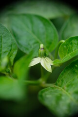 Close-up of chili pepper flower bud in the garden.