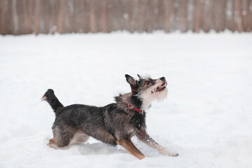 Fototapeta na wymiar funny mixed breed dog playing in a snowy glade in the forest
