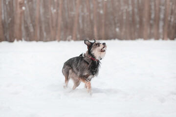 funny mixed breed dog playing in a snowy glade in the forest