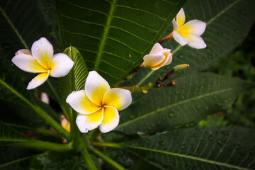 Photos of plumeria flowers in the garden