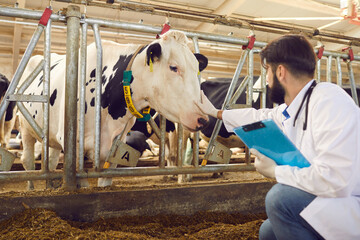 Farmer or veterinarian sitting and touching cows nose - obrazy, fototapety, plakaty