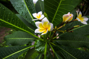 Photos of plumeria flowers in the garden