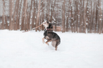 Plakat funny mix breed dog playing in the snowy forest with a stick