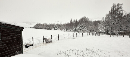 Heavy snow covers paddocks and a single sheep on the moorland smallholding after daylong snowfall in Nidderdale