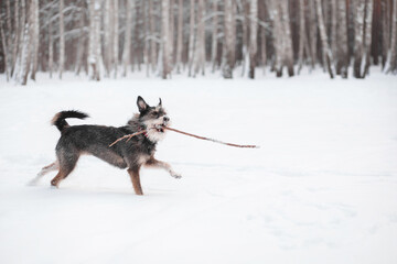 Fototapeta na wymiar funny mix breed dog running in the snowy forest with a stick