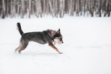 funny mix breed dog running in the snowy forest