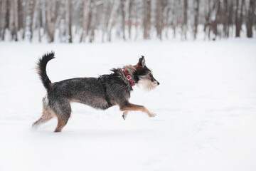 Fototapeta na wymiar funny mix breed dog running in the snowy forest