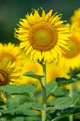Fototapeta premium Beautiful sunflower in the field