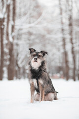 funny bearded dog sits on an alley in a snowy forest
