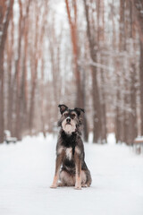 funny bearded dog sits on an alley in a snowy forest