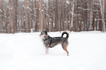 Plakat funny mixed breed dog playing in a snowy glade in the forest