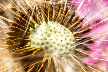 Dandelion seeds blowing in wind, close up extreme macro selective focus. Change growth movement and direction concept. Inspirational natural floral spring or summer garden or park background.
