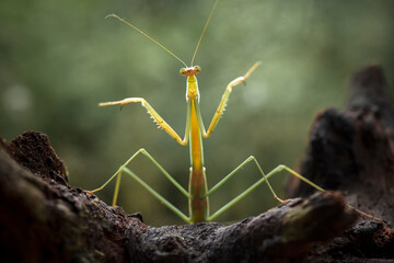 Close  Up of mantis in wildlife
