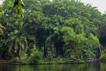 Lush green trees on the edge of a calm lake