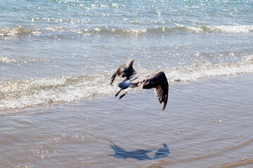 A seagull flying over the shore of the beach