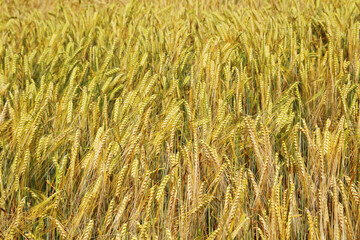 A field with ripe ears in Baden-Wuerttemberg, Germany