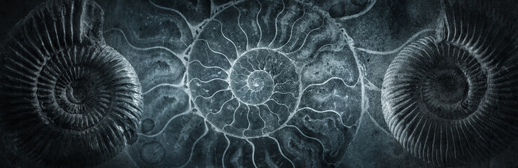 Ammonite shell on an ancient background. Concept on the topic of science, history, paleontology, archeology, geology. History of the Earth background. - obrazy, fototapety, plakaty