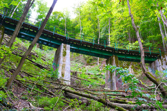 bridge in the forest