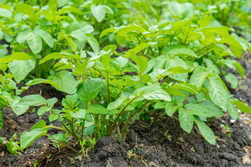 Field of green potato bushes. Rows on Potato field with green bushes. potato bushes in the garden. Automatic watering in a potato field