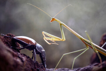 Close  Up of mantis in wildlife