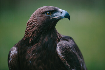 red tailed hawk