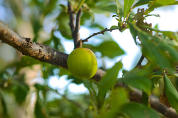 Plum