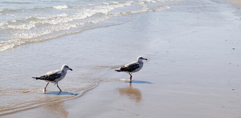 seagulls on the seashore on a beach