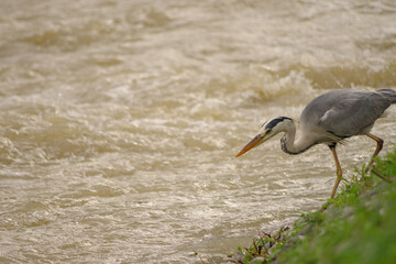 増水した河川でエサを狙うアオサギ
