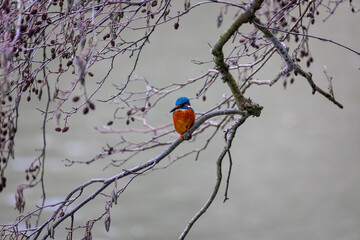 Close up of Kingfisher perched on branch against blurred background