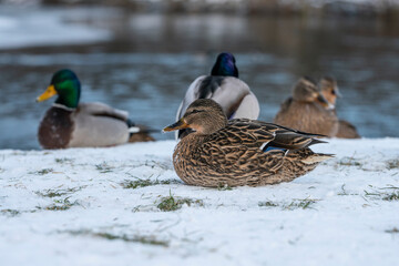Mallard (Anas platyrhynchos) sitting on the shore of a pond in winter