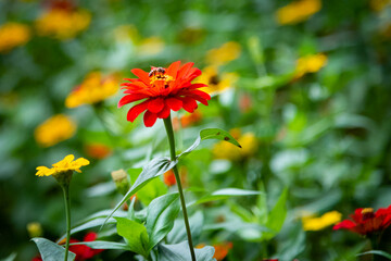 Photo of a Bee with a nectar blooming in spring