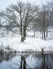 Winter and snow in the dunes of Kijkduin, The Netherlands.