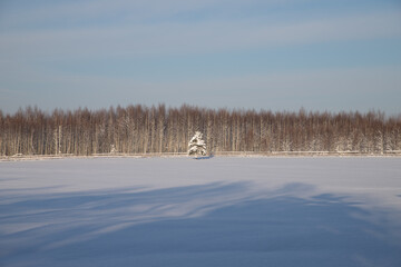 . A lonely snow-covered fir tree in a snow-covered field. A symbol of privacy.The relevance of the period of the pandemic of coronavirus
