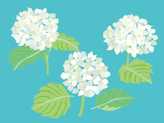 6月の白い紫陽花の花