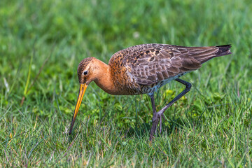 Uferschnepfe (Limosa limosa)