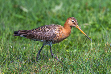 Uferschnepfe (Limosa limosa)